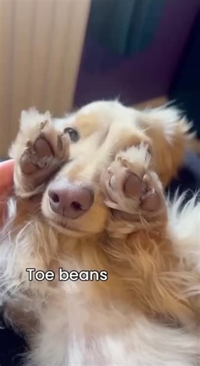 I Can Smell Them: A Dog's Perspective