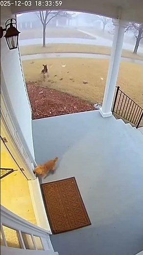 강아지들이 문 두드리며 구조요청 | Dogs Beg to Escape the Tornado