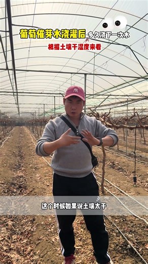 @佳伟农资-农业小红帽 @农业小红帽（生活号） 浇了催芽水多久浇下一次水#葡萄 #葡萄种植技术 #阳光玫瑰 #催芽水