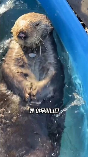 Cute Sea Otters Are Surprisingly Pro When It Comes to Food