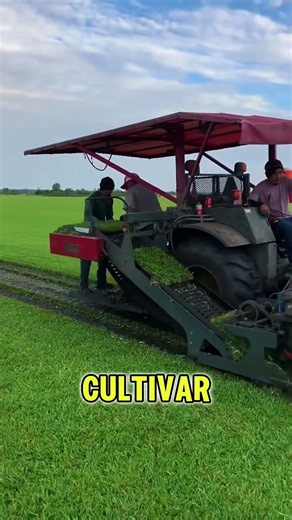 The secret behind the perfect stadium grass