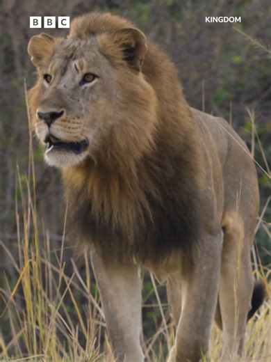 Discover the Animal Kingdom of Zambia