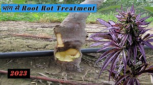 भांग से Root Rot Treatment | Himalayan Farming