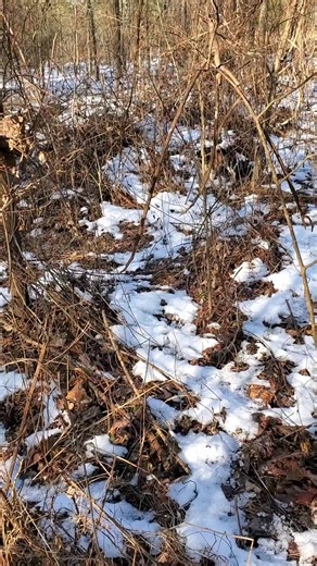 Catrons kennel is home to skilled rabbit hunting dogs. #huntinghard #rabbitdogs | Catron's Kennel