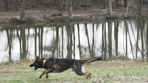 Deputy Rae and K9 Bane recently attended K9 Decoy Training. This training teaches K9 handlers the proper mechanics of wearing the bitesuit. The Decoy (the handler wearing the bitesuit) is the most crucial aspect of bite training, which is the most dangerous for both the handler and the K9. Enjoy this compilation of our K9 bite training! | Forsyth County Sheriff's Office