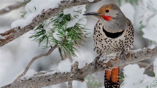 How to DIY a special homemade treat for birds in your yard this winter