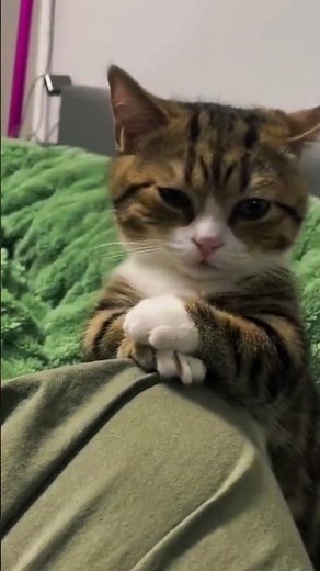Ultimate Cool Cat Moments You Can't Miss #cat #coolcat #cutecats