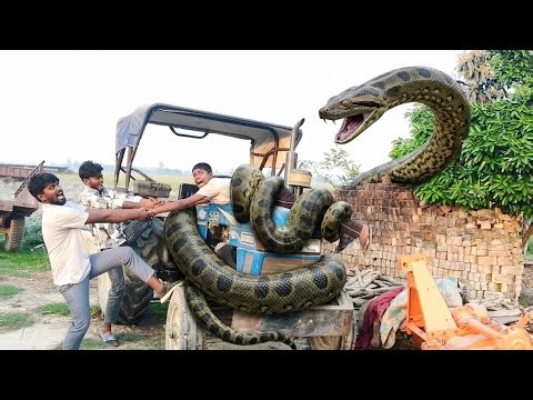 Anaconda snake in real life video part 1
