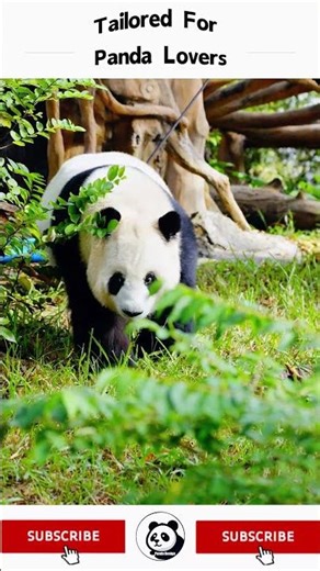 What is the giant panda Ya Yi looking for? Who hid the pumpkin? #panda #cute #大熊猫#animals #zoo