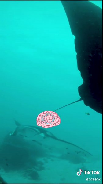 Fascinating Facts About Mobula Rays in The Red Sea