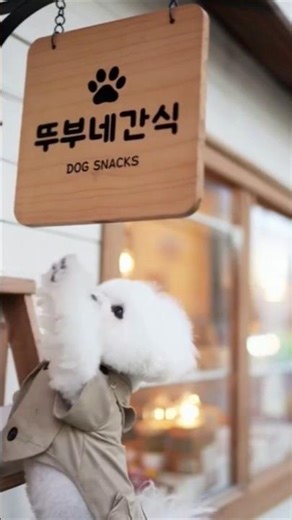 Bichon Running a Snack Shop