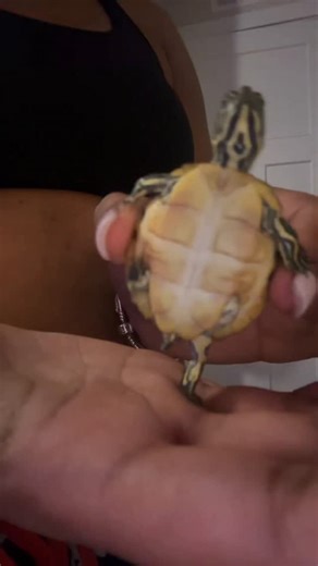 Divine9BobbleHeads on Instagram: "Who taught this turtle how to glide!? Tag That D9! Tag Us In Your Best D9 Videos! 🎁 The BEST gift for representing your org!✨ Customize your own Divine 9 bobblehead – the perfect memorable gift to honor tradition, celebrate milestones, and showcase pride. 🏆 The best way to represent your organization! #Divine9 #CustomBobbleheads #GreekLife #PerfectGift #RepresentWithPride"