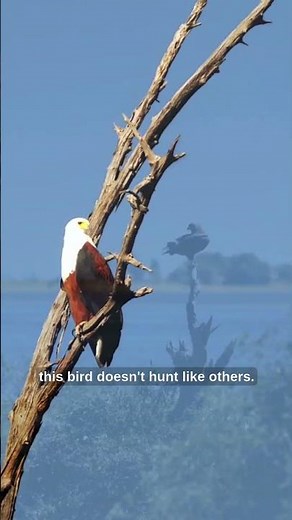 African Fish Eagle – The Iconic Voice of Africa’s Skies