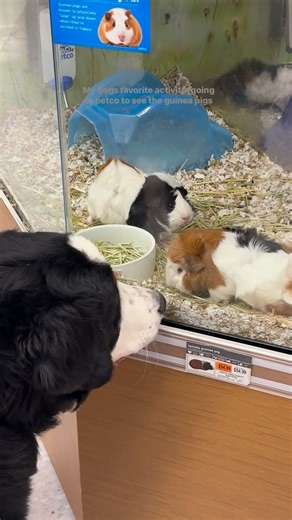 “They look like little me’s” he loves going to Petco 😂 #bernesemountaindoglovers #guineapig #bernesedaily | Walt and Gus The Bernese Mountain Dogs