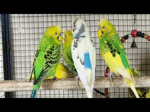 3 Hr Budgies Chirping Talking Singing Parakeets Sounds Reduce Stress , Relax to Nature Bird Sound