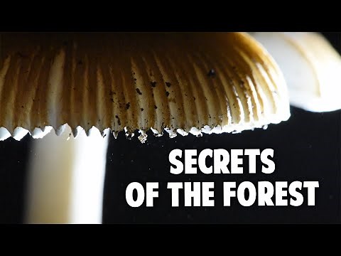 The Hidden Life of Mushrooms – Full Documentary
