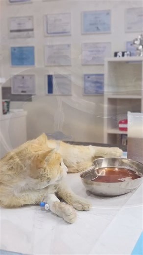 Vet Line on Instagram: "Ascites in feline 🐱 Ascites in cats refers to the abnormal accumulation of fluid in the abdominal cavity. It can be caused by various underlying conditions such as liver disease, heart failure, kidney disease, cancer, or infections. Symptoms may include abdominal distension, difficulty breathing, lethargy, and loss of appetite. If you suspect your cat has ascites, it's crucial to consult a vet Treatment 💊💊 The treatment for ascites in cats depends on the underlying cau