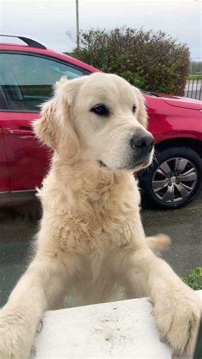 My name is Rosie and ruby the golden retriever sisters 🐶🐶
