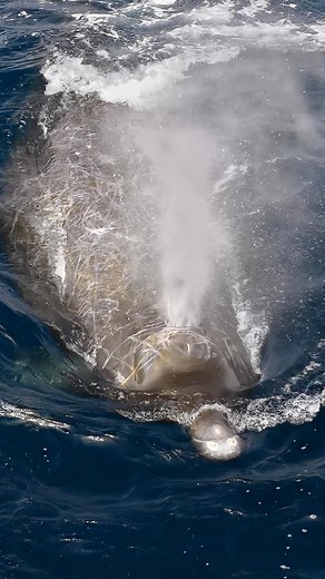 Baird’s beaked whale 🤯👽🙏 | One of the most exotic cetaceans to encounter and one of the rarest you can see in California and Baja is the Baird’s beaked whale. In this pod - there was one massive male that stood out. He was noticeably larger, far more scratched & ragged looking than any other whale around him. Heavy scarring and size are often indicators of a mature dominant male, and he was traveling just outside the main group like males often do when they shadow and guard the pod members. T