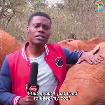 Adorable elephant being cheeky with the reporter 😍 | The Koala