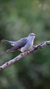 The common cuckoo ❤️😍 #commoncuckoo #birds #nature #fyp #fypシ #foryouシ #foryoupage #foryoupageシ #viralreelsシ #viralreelsfacebook #reelsviralシ #reelsviral #reelsvideoシ #reelsvideo #reelsfypシ #reelsfbシ #reelsfacebook #reelschallenge #funny #fun #comedy #StarSender #StarsEverywhere #highlight #highlights #highlightseveryone #follow #followforfollowback ReelShort | Nature Lover