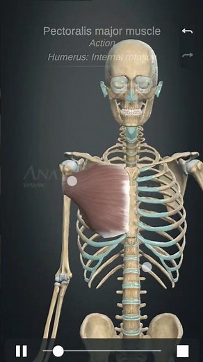 pectoralis Major Muscle #anatomy #physiotherapist #humananatomy #anatomyanimation #dance
