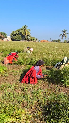ધાણા માં શ્રી ગણેશ 🔥 Farmer👩‍🌾 Farm Work #agriculture #satisfying #farmlife #shot