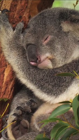 Koala Cuteness: Peek Into Their Eucalyptus World.
