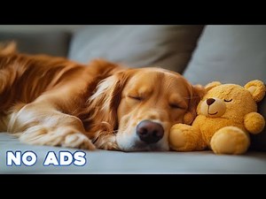 12 Hours Of Dog Music🎵Dog Calming Music for Dogs🐶Anti Separation anxiety relief music💖Dog SleepMusic