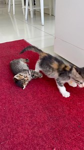 Yavru kediler izlenmeye doyulmuyorlar. | Cats and Gold