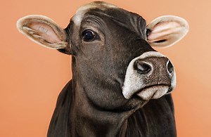 The Questionable Link Between Saturated Fat and Heart Disease