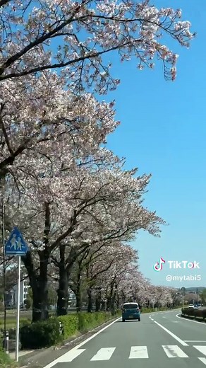 神奈川県秦野市 秦野市カルチャーパーク前 水無川沿い桜並木 桜も散り始めて葉桜になりかけていますが、青空の下車で走るととても気持ちが良いです。 桜のシーズンもそろそろ終わりですね。 もしよければコメントフォローをお願いします。 If you like it, please comment and follow me. #神奈川県 #秦野市 #水無川 #桜 #sakura