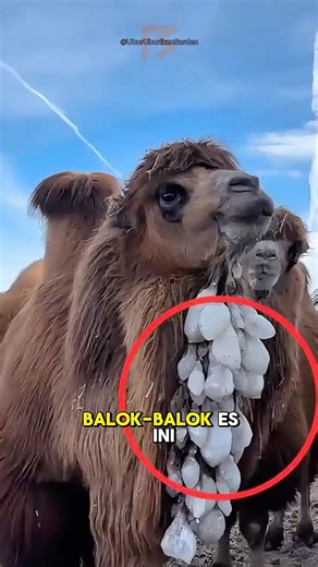 Why Is There an Ice Cube on This Camel's Neck?