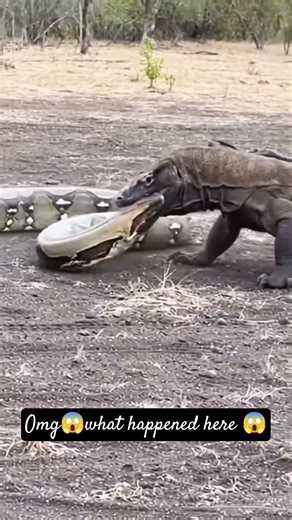 This Grab Ended It Instantly… Komodo Dragon vs Python 😱 #livefeeding #shorts #wildlife #snake