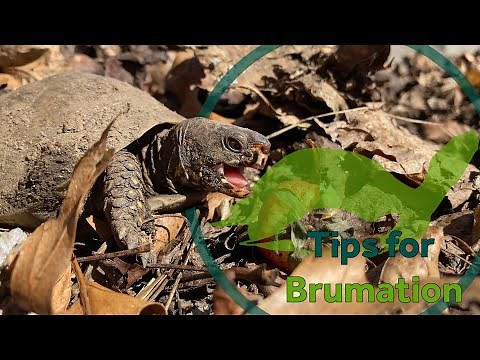 Three-toed Box Turtles