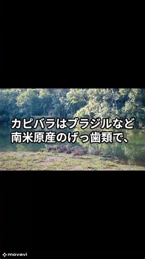 【実は知らない】『動物雑学』「カピバラ」