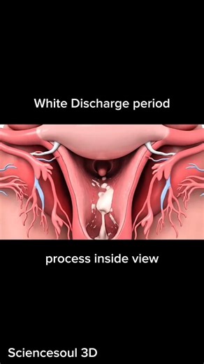 White Discharge period First day painfull process inside view #period #process #human #anatomy