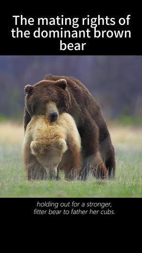 Brown Bear Mating Rights and Meadows Management Change