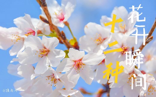 十二种“花开”瞬间