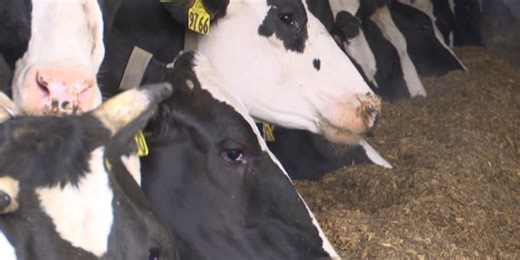 Lewis Co. looks to milk dairy boom for all it’s worth