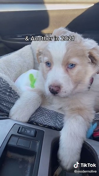 Adorable Mini Australian Shepherd Papillon Mix Puppies