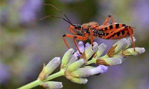 Assassin Bug