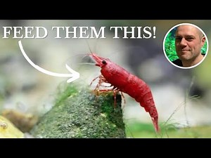 What Do Red Cherry Shrimp Eat? FEEDING RED CHERRY SHRIMP THE BEST FOODS FOR COLOR, GROWTH AND EGGS!