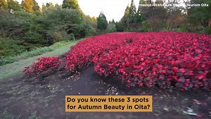 During Autumn, there are many seasonal flowers and plants blooming across Oita Prefecture. We’d like to introduce 3 of our top spots where you can admire some beautiful nature! 🌺 Which one would you like to visit most? ❤️ Let us know down below! | Tourism OITA