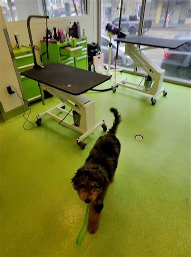 Duck Duck Goose 🐾🥰 Good boy Duck #dog #grooming #happyhoodie #doodle #petcare