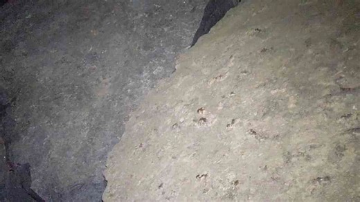 They entered a cave - then realized the walls were full of ancient coral