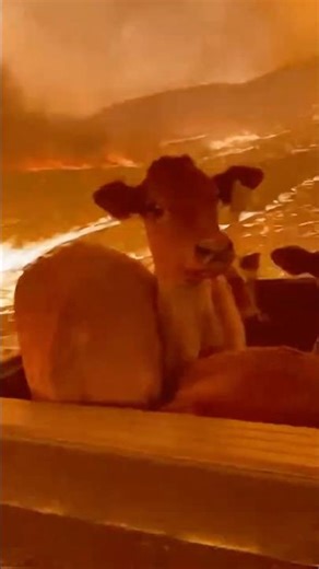 FLAMES CLOSED IN… A Rancher Drove Through Fire to Save His Calves