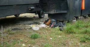 Hen feeding on garbage, chickens relish feeding on trash, typical global ecological problem. nature in danger, water contamination, unhygienic risk in rural environment. Poultry yard full of rubbish