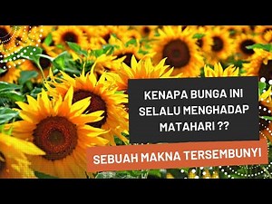 BUNGA MATAHARI : Antara sebuah Keindahan dan Makna dalam Kehidupan