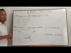 Activación de Linfocitos T CD4